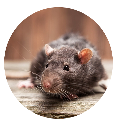 traitement-anti-rat-haguenau Traitement anti rat Haguenau - TJMN