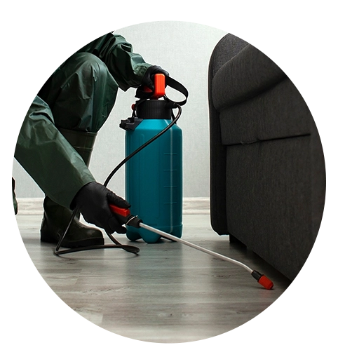 desinsectisation-haguenau-tjmn Désinsectisation Haguenau - TJMN