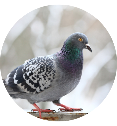 depigeonnage-haguenau-tjmn Dépigeonnage Haguenau - JTMN