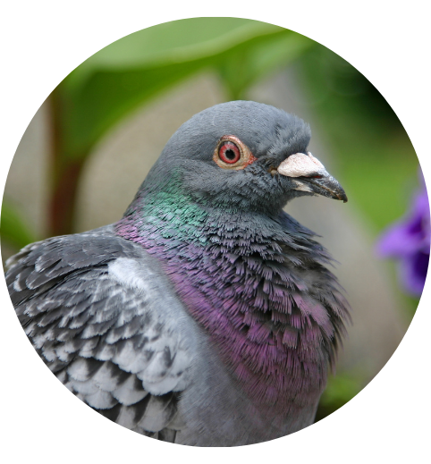 depigeonnage-preventif-curatif-haguenau Dépigeonnage préventif et curatif Haguenau - TJMN